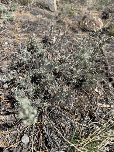 Artemisia tripartita, photograph 4