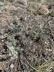 Artemisia tripartita, photograph (c) Austin Saunders, some rights reserved (CC BY)