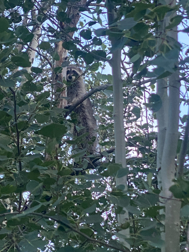 Common Raccoon