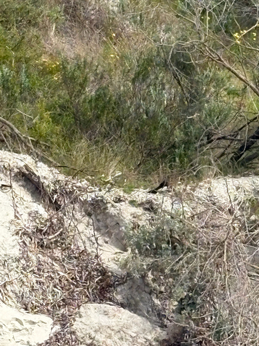 Willie Wagtail