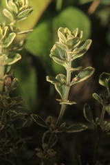 Thymus × citriodorus