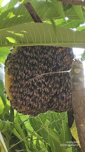 Red Dwarf Honey Bee