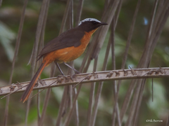 Cossypha albicapillus