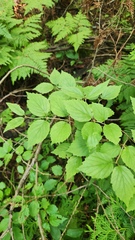 (c) Patrick Jackson, some rights reserved (CC BY) Viburnum rafinesqueanum, photograph (c) Patrick Jackson, some rights reserved (CC BY)