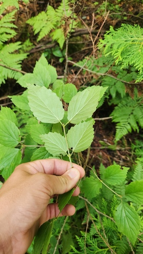 Viburnum rafinesqueanum, photograph 6
