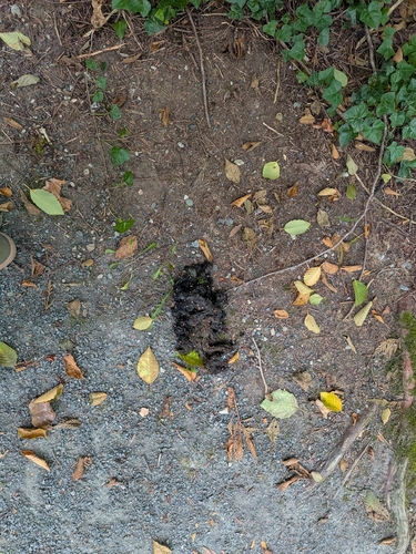 Black Bear sighting near Southbound Deep Cove Rd @ 1400 Block