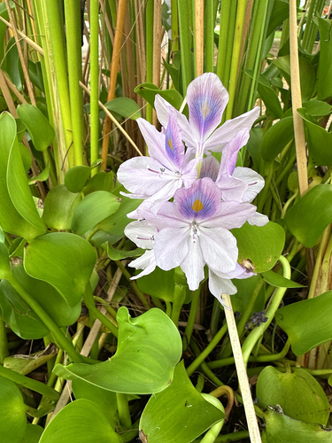 common water hyacinth