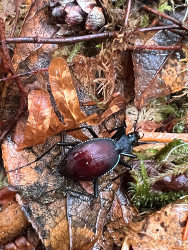 Narrow-collared Snail-eating Beetle