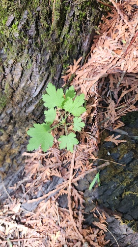 Ribes cynosbati, photograph 5