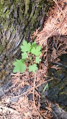Ribes cynosbati, photograph (c) Patrick Jackson, some rights reserved (CC BY)