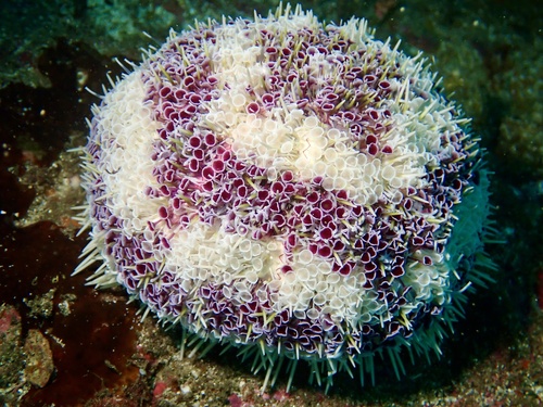 Toxopneustes maculatus observed 2026-09-02