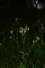 Stevia caracasana