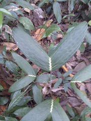Plectocomia elongata