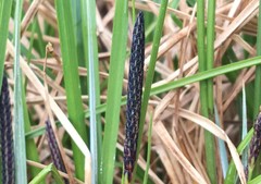 Carex cespitosa