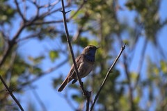 Luscinia svecica svecica