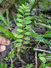 Phyllanthus caroliniensis