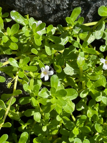 Bacopa monnieri observed 2026-09-02
