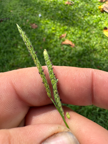Paspalum dilatatum observed 2026-09-02