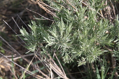 Artemisia cana