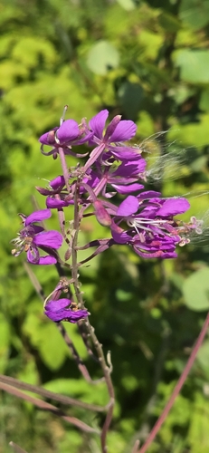 fireweed