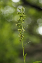 Epipactis bugacensis
