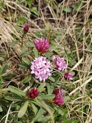 Daphne striata