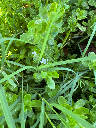 Bacopa monnieri observed 2026-09-02