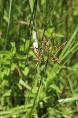 Cyperus denudatus