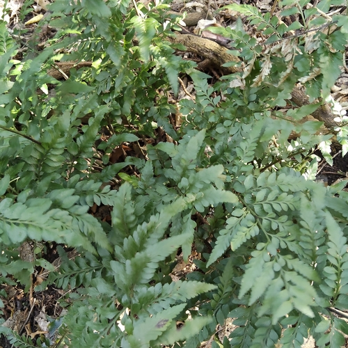 Asplenium lyallii