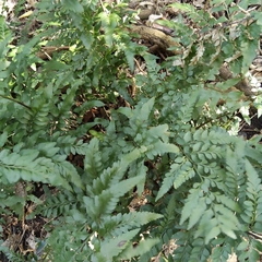 Asplenium lyallii