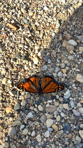 Monarch