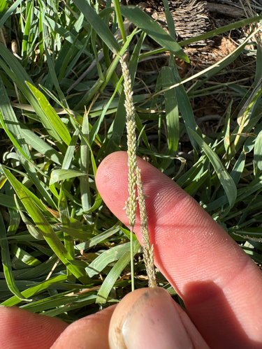 Sporobolus pyramidatus observed 2026-09-02