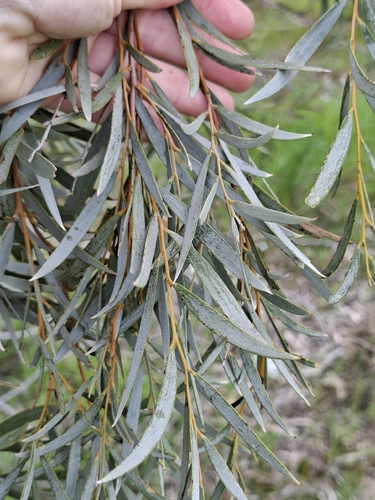 Acacia pendula, 2026-09-03