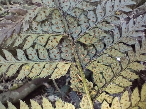 Polystichum neozelandicum, photograph 5