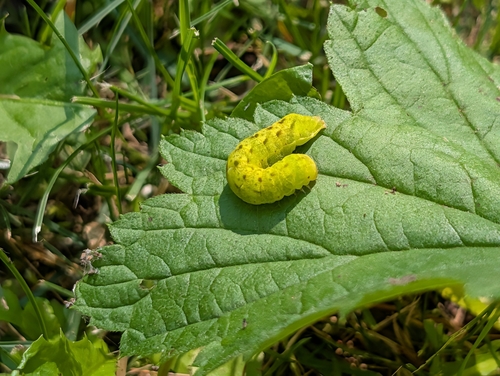 Otter Spiramater Moth