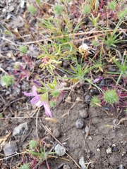 Sidalcea diploscypha