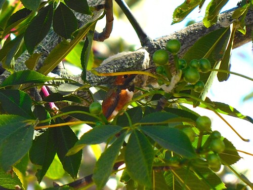 iNaturalist observation photo of Allen's Hummingbird