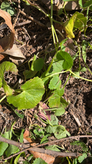 Centella asiatica, photograph (c) Kevin Jäger, some rights reserved (CC BY)