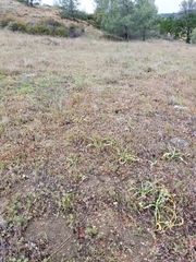 Sidalcea diploscypha