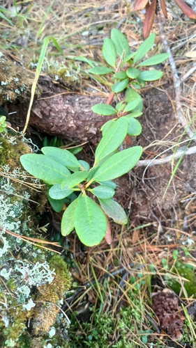 Rhododendron aureum, photograph 4