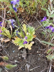 Delphinium uliginosum