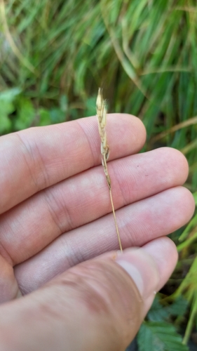 Anthoxanthum nipponicum (Anthoxanthum nipponicum)