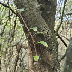 Hoheria angustifolia