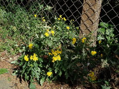 Senecio squalidus