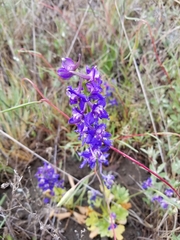 Delphinium uliginosum