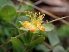 Hypericum anagalloides, photograph author not stated, no rights reserved