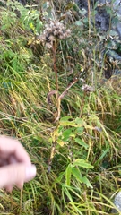 Saussurea parviflora