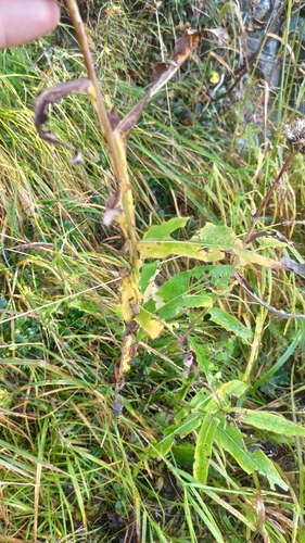 Saussurea parviflora, photograph 2