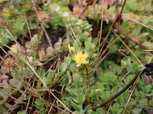 Hypericum anagalloides, photograph 2