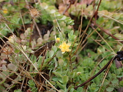 Hypericum anagalloides, photograph author not stated, no rights reserved